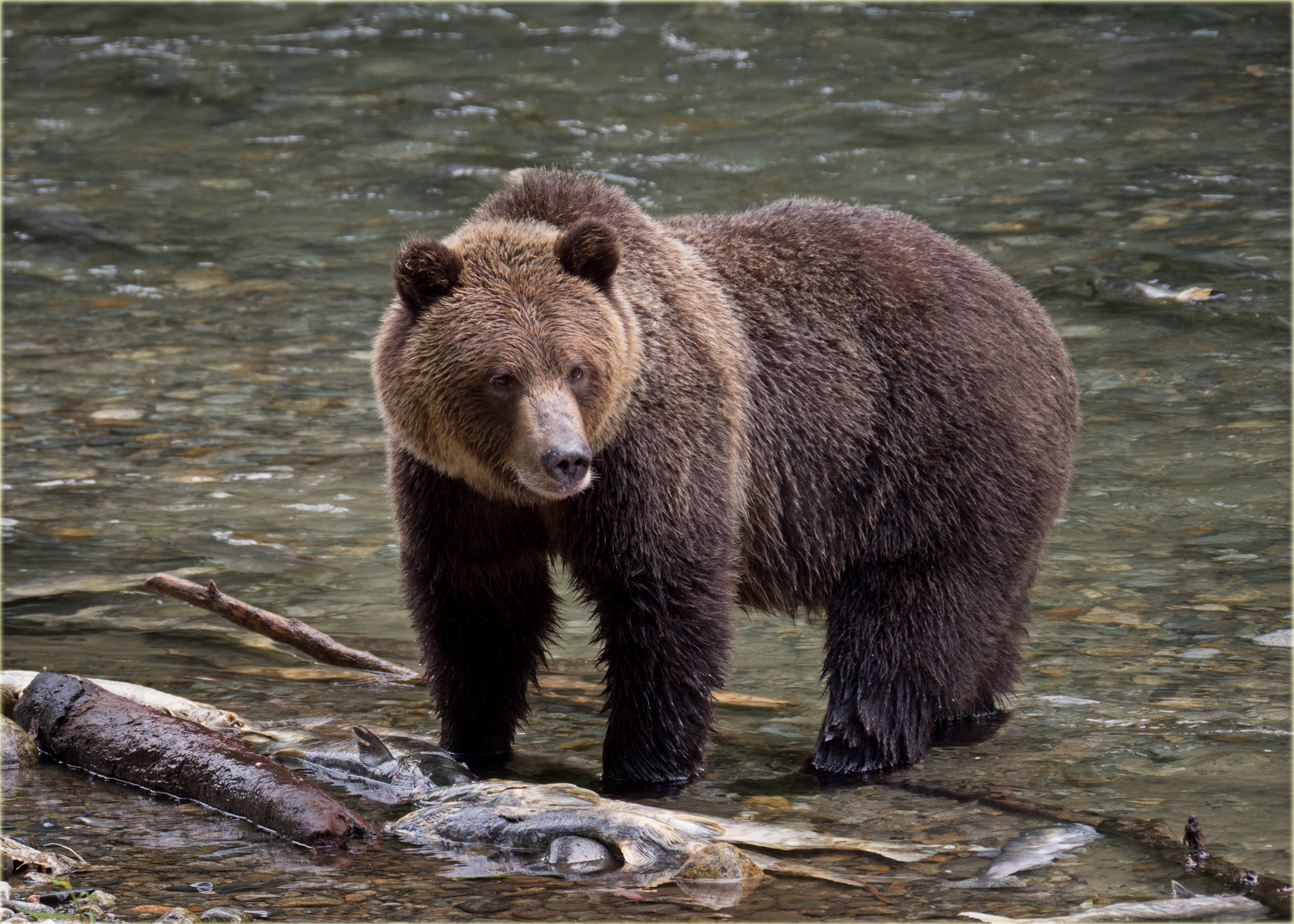 A grizzly bear in Montana. A grizzly bear in Montana.